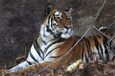 Bengal tiger, Panthera tigris tigris, Bandhavgarh National Park, Madhya Pradesh, India Stock Photo - Rights-Managed, Code: 841-06804513