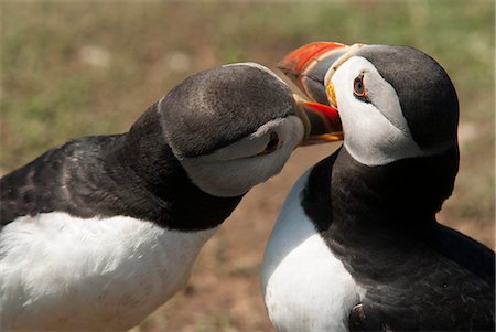 Two puffins billing, Wales, United Kingdom, Europe Photographie de stock - Rights-Managed, Code: 841-06804525