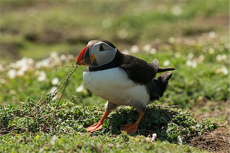 Puffin collecting nesting material, Wales, United Kingdom, Europe Stockbilder - Lizenzpflichtiges, Bildnummer: 841-06804530