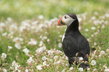 Puffin in sea campion, Wales, United Kingdom, Europe Photographie de stock - Rights-Managed, Code: 841-06804532
