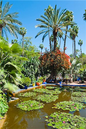 Pond and palm tree, Majorelle Gardens (Gardens of Yves Saint-Laurent), Marrakech, Morocco, North Africa, Africa Stock Photo - Rights-Managed, Code: 841-06804577