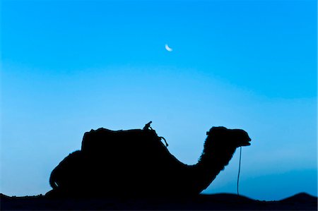Silhouette of a camel in the desert at night, Erg Chebbi Desert, Morocco, North Africa, Africa Stock Photo - Rights-Managed, Code: 841-06804633