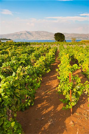 Vineyard, Lumbarda, Korcula Island, Dalmatian Coast, Adriatic, Croatia, Europe Foto de stock - Con derechos protegidos, Código: 841-06804757