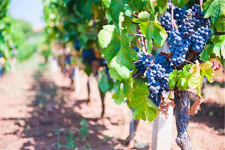 Grapes on a vine in a vineyard, Lumbarda, Korcula Island, Dalmatian Coast, Croatia, Europe Foto de stock - Con derechos protegidos, Código: 841-06804773