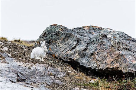 polaire - Adult Arctic hare (Lepus arcticus), Blomsterbugten (Flower Bay), Kong Oscar Fjord, Northeast Greenland, Polar Regions Photographie de stock - Rights-Managed, Code: 841-06804874