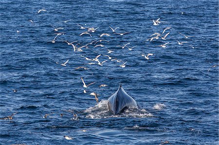 Humpback whale (Megaptera novaeangliae), Vikingbukta, Northeast Greenland, Polar Regions Foto de stock - Con derechos protegidos, Código: 841-06804875