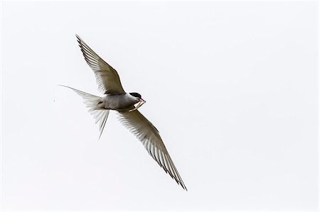 simsearch:841-03868999,k - Adult arctic tern (Sterna paradisaea) returning to chick with small fish, Flatey Island, Iceland, Polar Regions Photographie de stock - Rights-Managed, Code: 841-06804941