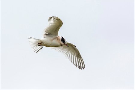 simsearch:841-07589850,k - Arctic tern (Sterna paradisaea) chick in flight, Flatey Island, Iceland, Polar Regions Foto de stock - Con derechos protegidos, Código: 841-06804942