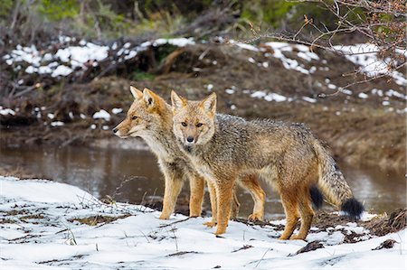 renard - Adult Patagonian red fox (Lycalopex culpaeus) pair in La Pataya Bay, Beagle Channel, Argentina, South America Photographie de stock - Rights-Managed, Code: 841-06804957