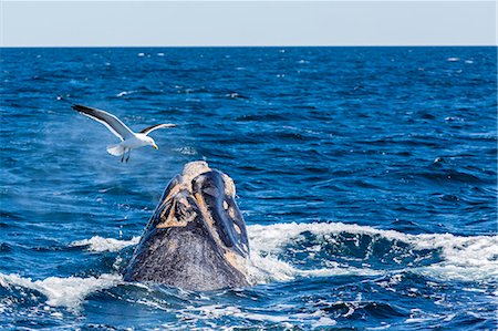 Southern right whale (Eubalaena australis) calf being harassed by kelp gull (Larus dominicanus), Golfo Nuevo, Peninsula Valdes, Argentina, South America Photographie de stock - Rights-Managed, Code: 841-06804953