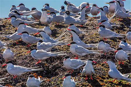 South American terns (Sterna hirundinacea) near Rio Deseado, Puerto Deseado, Santa Cruz, Patagonia, Argentina, South America Stock Photo - Rights-Managed, Code: 841-06804976