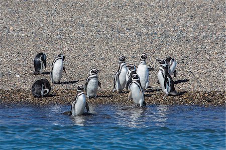 Adult Magellanic penguins (Spheniscus magellanicus), Puerto Deseado, Patagonia, Argentina, South America Photographie de stock - Rights-Managed, Code: 841-06804977