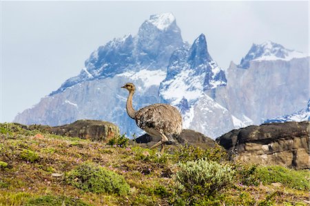 south america landscape not people - Adult lesser rhea (Pterocnemia pennata), Torres del Paine National Park, Patagonia, Chile, South America Stock Photo - Rights-Managed, Code: 841-06804973