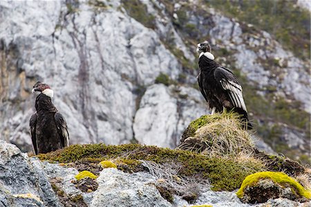 Adult Andean condors (Vulture gryphus), Wildlife Conservation Society Preserve of Karukinka, Strait of Magellan, Chile, South America Foto de stock - Con derechos protegidos, Código: 841-06804984