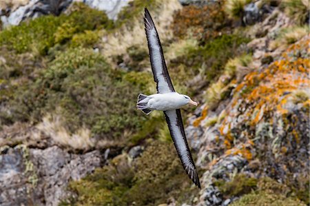 simsearch:841-06804964,k - Adult black-browed Albatross (Thalassarche melanophrys), Wildlife Conservation Society Preserve of Karukinka, Strait of Magellan, Chile, South America Photographie de stock - Rights-Managed, Code: 841-06804983