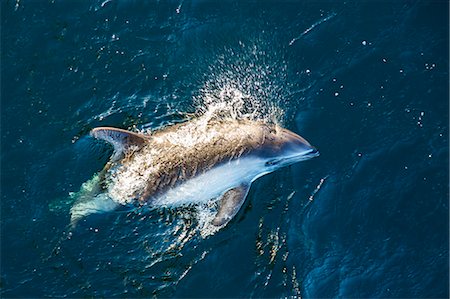 Adult Peale's dolphin (Lagenorhynchus australis) bow-riding, New Island, Falkland Islands, South Atlantic Ocean, South America Fotografie stock - Rights-Managed, Codice: 841-06804998