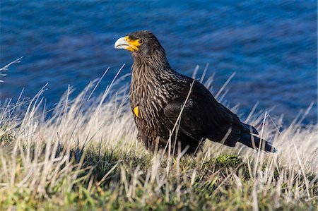 striated caracara - Striated caracara (Phalcoboenus australis), Carcass Island, Falkland Islands, South Atlantic Ocean, South America Stock Photo - Rights-Managed, Code: 841-06805006