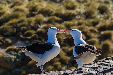 south atlantic ocean - Adult black-browed albatross (Thalassarche melanophrys) pair, nesting site on New Island, Falklands, South Atlantic Ocean, South America Foto de stock - Con derechos protegidos, Código: 841-06805009