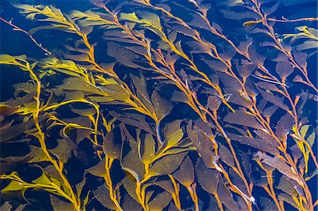 Giant kelp (Macrocystes pyrifera), Gypsy Cove, Stanley, East Falkland Island, South Atlantic Ocean, South America Photographie de stock - Rights-Managed, Code: 841-06805000