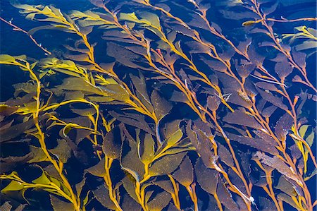 Giant kelp (Macrocystes pyrifera), Gypsy Cove, Stanley, East Falkland Island, South Atlantic Ocean, South America Stock Photo - Rights-Managed, Code: 841-06805000