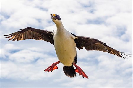 simsearch:841-06499376,k - Imperial shag (Phalacrocorax atriceps albiventer) in flight, New Island, Falkland Islands, South Atlantic Ocean, South America Photographie de stock - Rights-Managed, Code: 841-06805003
