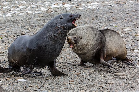 simsearch:841-07204325,k - Antarctic fur seal (Arctocephalus gazella) bulls establishing mating territories at the abandoned Stromness Whaling Station, South Georgia Island, South Atlantic Ocean, Polar Regions Foto de stock - Con derechos protegidos, Código: 841-06805017