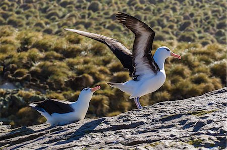 Adult black-browed albatross (Thalassarche melanophrys) pair, nesting site on New Island, Falklands, South Atlantic Ocean, South America Photographie de stock - Rights-Managed, Code: 841-06805010