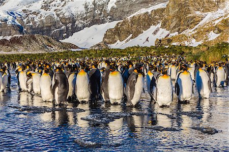 simsearch:841-06805025,k - King penguins (Aptenodytes patagonicus), Peggoty Bluff, South Georgia Island, South Atlantic Ocean, Polar Regions Foto de stock - Con derechos protegidos, Código: 841-06805027