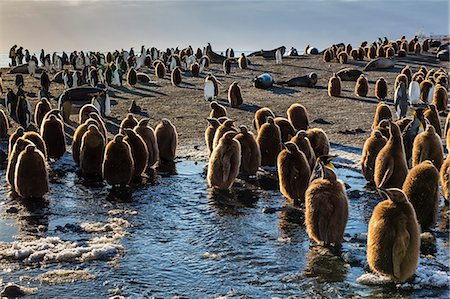 pingüino real - King penguin (Aptenodytes patagonicus) chicks, okum boys, Gold Harbour, South Georgia Island, South Atlantic Ocean, Polar Regions Foto de stock - Con derechos protegidos, Código: 841-06805029