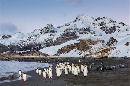 penguin on snow - King penguins (Aptenodytes patagonicus), Peggoty Bluff, South Georgia Island, South Atlantic Ocean, Polar Regions Stock Photo - Rights-Managed, Code: 841-06805023