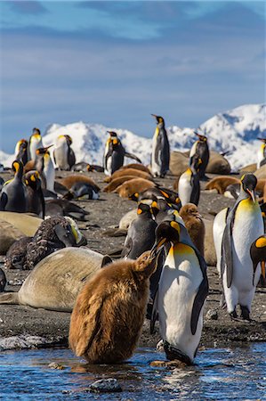 King penguin (Aptenodytes patagonicus) adult feeding chick, Gold Harbour, South Georgia Island, South Atlantic Ocean, Polar Regions Stockbilder - Lizenzpflichtiges, Bildnummer: 841-06805035