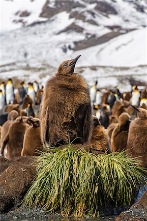 pingüino real - King penguin (Aptenodytes patagonicus) chicks, Gold Harbour, South Georgia Island, South Atlantic Ocean, Polar Regions Foto de stock - Con derechos protegidos, Código: 841-06805038