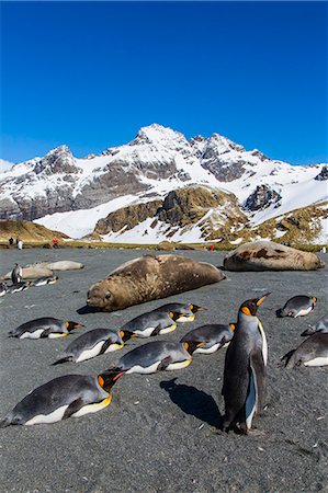 pingüino real - King penguins (Aptenodytes patagonicus), Gold Harbour, South Georgia Island, South Atlantic Ocean, Polar Regions Foto de stock - Con derechos protegidos, Código: 841-06805032