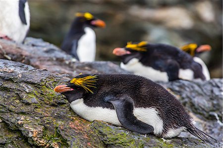 Adult macaroni penguins (Eudyptes chrysolophus), Cooper Bay, South Georgia Island, South Atlantic Ocean, Polar Regions Foto de stock - Con derechos protegidos, Código: 841-06805045