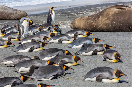 simsearch:841-06805025,k - King penguins (Aptenodytes patagonicus), Gold Harbour, South Georgia Island, South Atlantic Ocean, Polar Regions Foto de stock - Con derechos protegidos, Código: 841-06805043