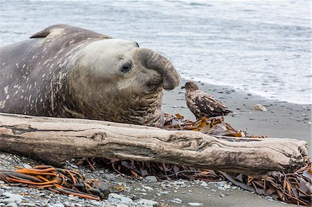 simsearch:841-07204325,k - Southern elephant seal (Mirounga leonina) bull with skua, Peggotty Bluff, South Georgia, South Atlantic Ocean, Polar Regions Foto de stock - Con derechos protegidos, Código: 841-06805067