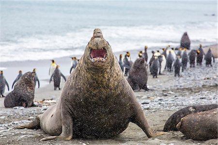 simsearch:841-06805072,k - Southern elephant seal (Mirounga leonina) bull, Peggotty Bluff, South Georgia, South Atlantic Ocean, Polar Regions Foto de stock - Con derechos protegidos, Código: 841-06805068