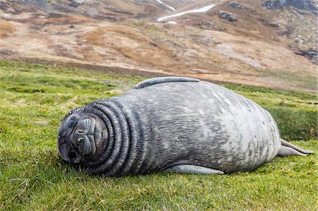 seal - Southern elephant seal (Mirounga leonina) pup, Grytviken Whaling Station, South Georgia, South Atlantic Ocean, Polar Regions Foto de stock - Con derechos protegidos, Código: 841-06805069