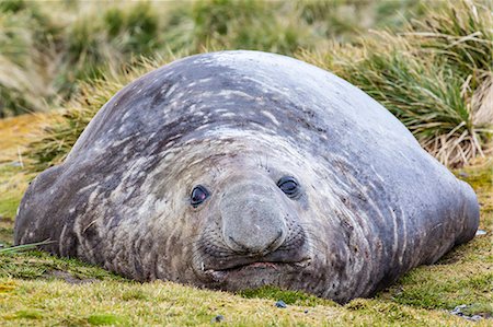 simsearch:841-06805072,k - Southern elephant seal (Mirounga leonina) bull, Peggotty Bluff, South Georgia, South Atlantic Ocean, Polar Regions Foto de stock - Con derechos protegidos, Código: 841-06805062