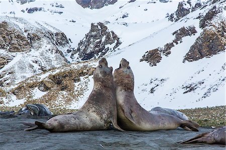 simsearch:841-06805075,k - Southern elephant seal (Mirounga leonina) bulls fighting at Gold Harbour, South Georgia, South Atlantic Ocean, Polar Regions Foto de stock - Con derechos protegidos, Código: 841-06805070