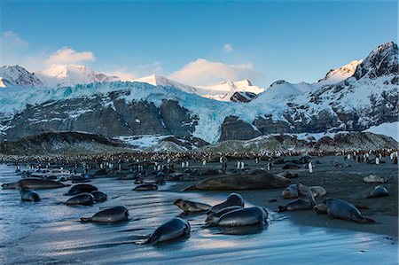 simsearch:841-06805078,k - Southern elephant seal (Mirounga leonina) pups at sunrise, Gold Harbour, South Georgia, South Atlantic Ocean, Polar Regions Photographie de stock - Rights-Managed, Code: 841-06805071