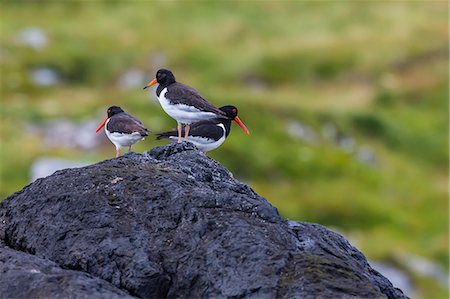 Juvenile in front and adult Eurasian Oystercatchers (Haematopus ostralegus), Lofoton Islands, Norway, Scandinavia, Europe Photographie de stock - Rights-Managed, Code: 841-06805101