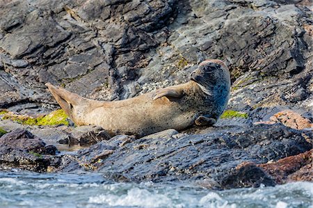 Harbour seal (common seal) (Phoca vitulina), Foula Island, Shetlands, Scotland, United Kingdom, Europe Stock Photo - Rights-Managed, Code: 841-06805138