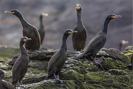 simsearch:841-08421416,k - Adult great cormorant (shag) (Phalacrocorax carbo), Foula Island, Shetland Islands, Scotland, United Kingdom, Europe Foto de stock - Direito Controlado, Número: 841-06805132