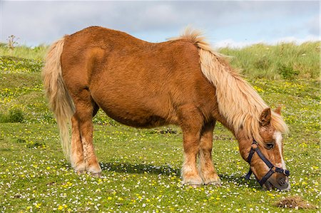 shetlandpony - Shetland pony, Jarlshof, Shetland Isles, Scotland, United Kingdom, Europe Stockbilder - Lizenzpflichtiges, Bildnummer: 841-06805144