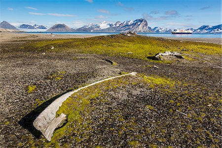 Whale remains in Gashamna (Goose Bay), Hornsund, Spitsbergen Island, Svalbard Archipelago, Norway, Scandinavia, Europe Fotografie stock - Rights-Managed, Codice: 841-06805145