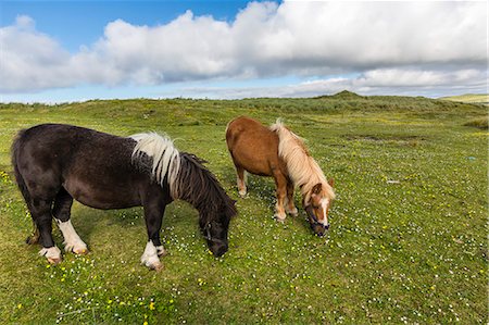 shetlandpony - Shetland ponies, Jarlshof, Shetland Isles, Scotland, United Kingdom, Europe Stockbilder - Lizenzpflichtiges, Bildnummer: 841-06805142