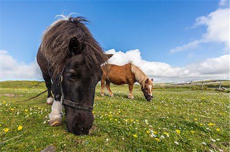 shetlandpony - Shetland ponies, Jarlshof, Shetland Isles, Scotland, United Kingdom, Europe Stockbilder - Lizenzpflichtiges, Bildnummer: 841-06805143