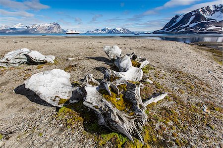 Whale remains in Gashamna (Goose Bay), Hornsund, Spitsbergen Island, Svalbard Archipelago, Norway, Scandinavia, Europe Fotografie stock - Rights-Managed, Codice: 841-06805164