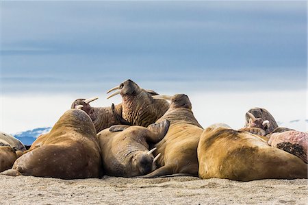 phoque - Adult walrus (Odobenus rosmarus rosmarus), Torrelneset, Nordauslandet Island, Svalbard Archipelago, Norway, Scandinavia, Europe Photographie de stock - Rights-Managed, Code: 841-06805187